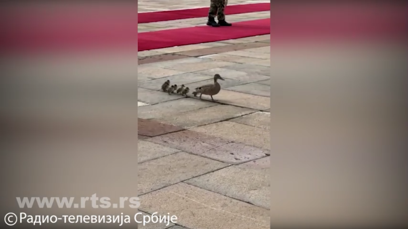 Neočekivani gosti želeli da pozdrave Si Đinpinga na crvenom tepihu