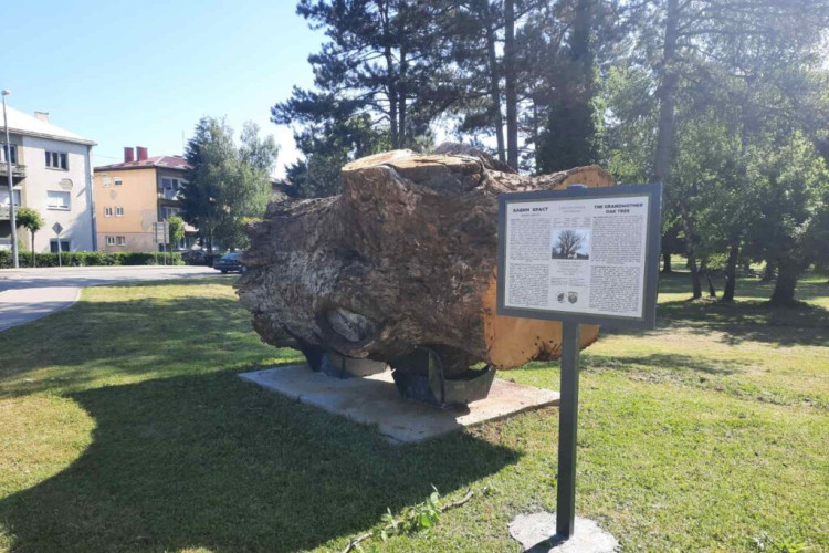 Izložen „Babin hrast“ star 300 godina